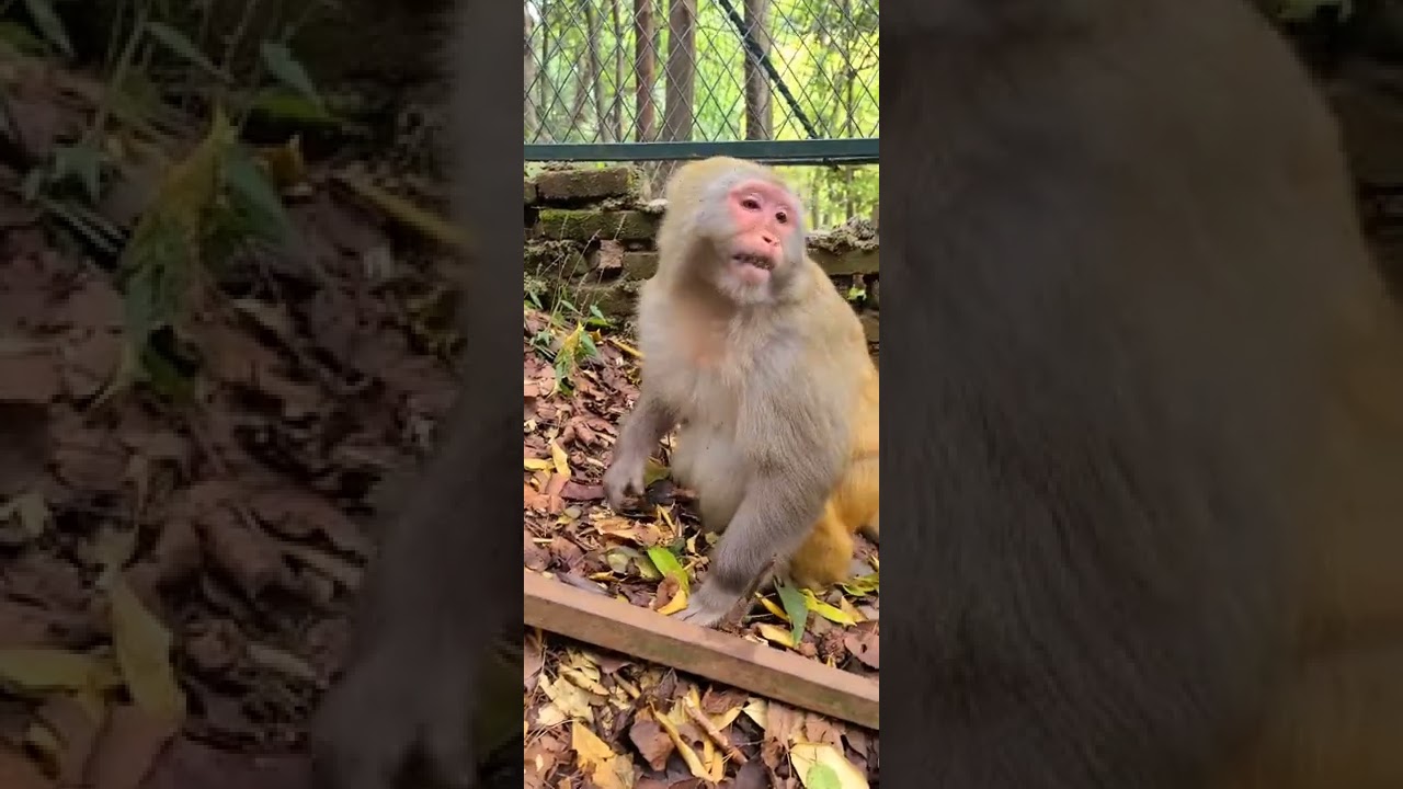 Pitiful abandoned adorable monkeys 60