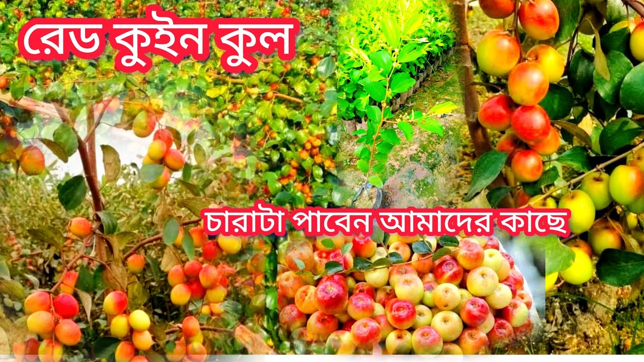 মিস ইন্ডিয়ান কুল রেড কুইন কুল চাষীদের ভালো পয়সার রোজগার এই কুলটা করলে বিতাল ইনকাম হয় জেনুইন চারা
