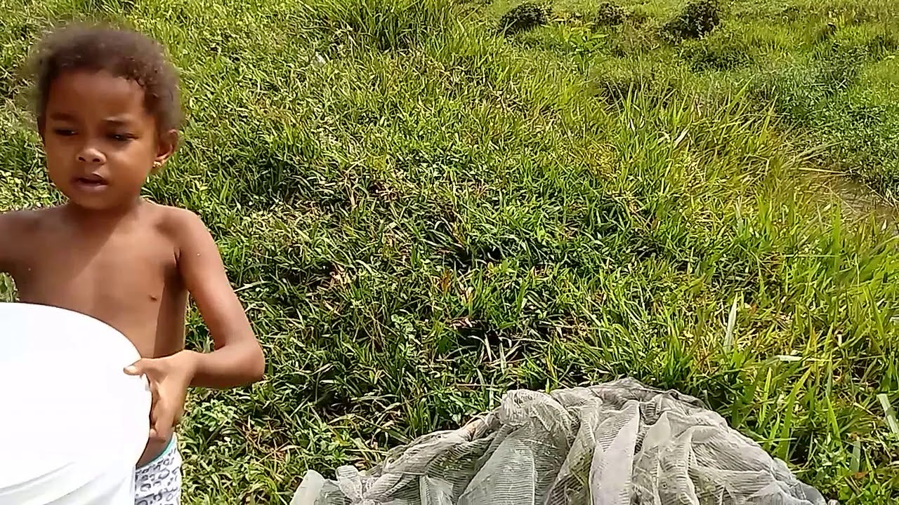 GRANDE PESCARIA DE GUPPY OU BARRIGUDA EM UM LINDO RIO.