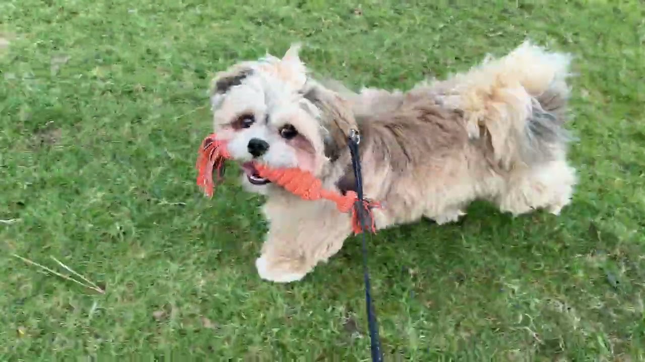 Finally sunny! Bear & I hit the golf course for a walk