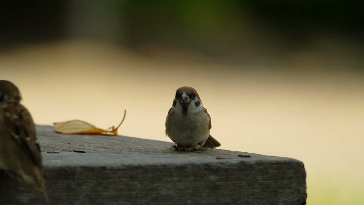 #60217 #スズメ #sparrowbird #birds #sparrow #すずめ