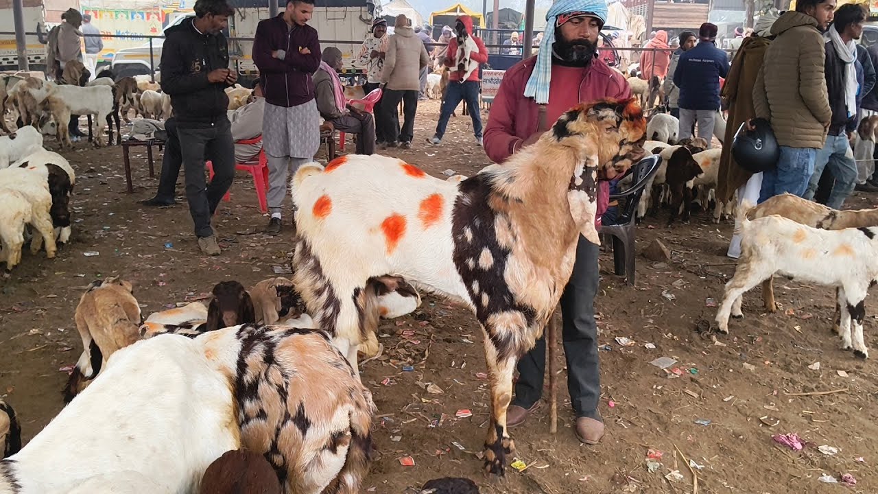 Balahedi bakre mandi Rajasthan last update hai