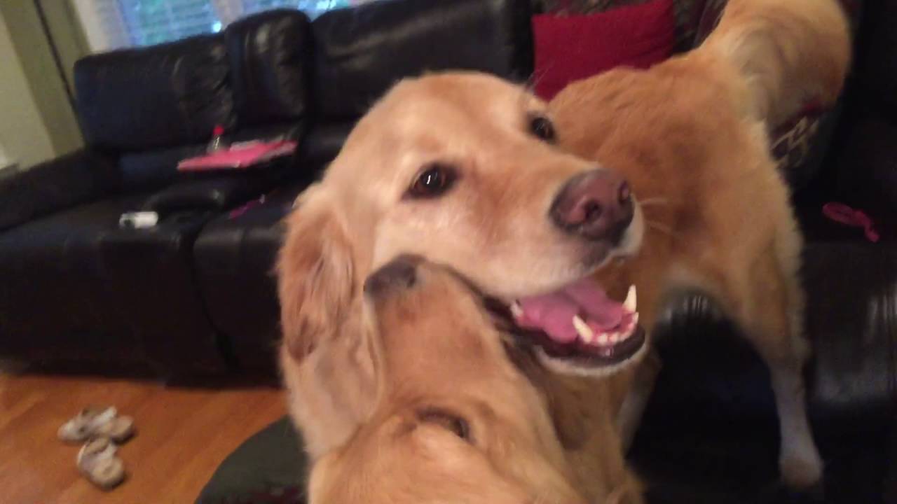 Golden Retrievers Grooming Each Other
