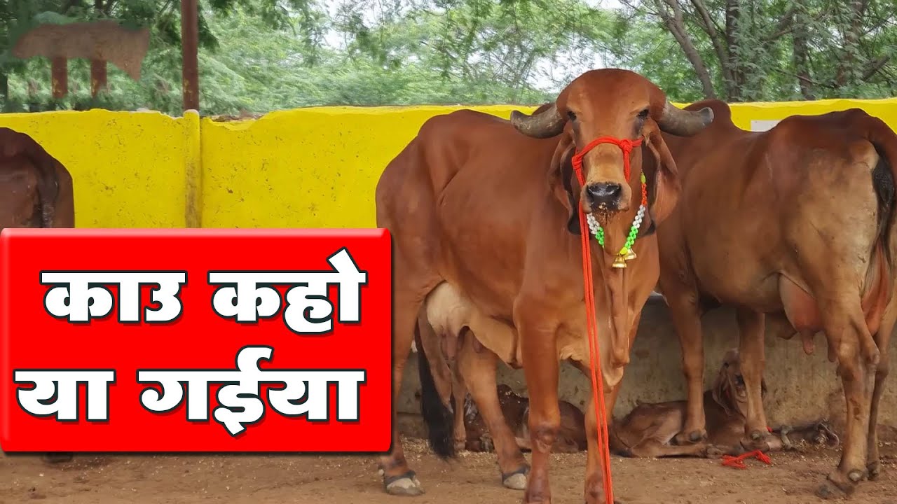 काऊ कहो या गईया | मेरी गईया | Cow Kaho Ya Gaiya | Meri Gaiya | Dr. Ashok Sinha