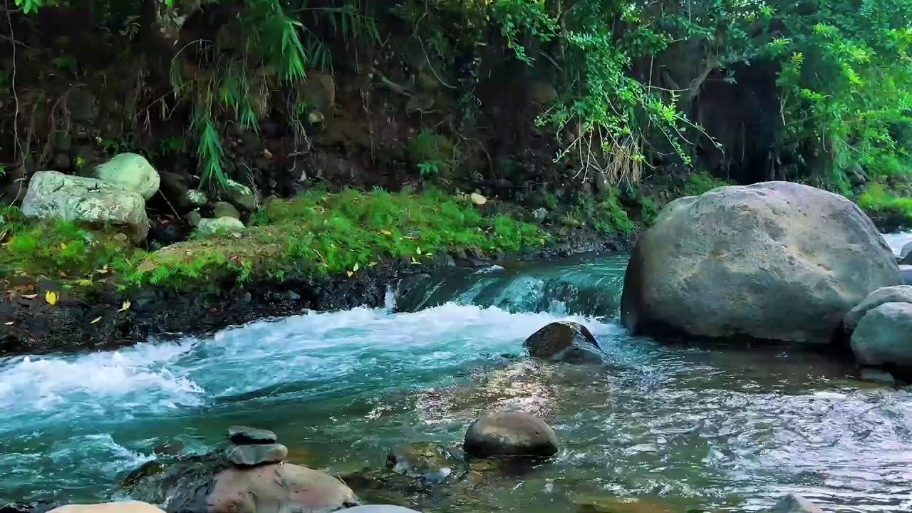 Forest Stream Flowing Around Big Rock – Real Jungle Sound for Deep Sleep