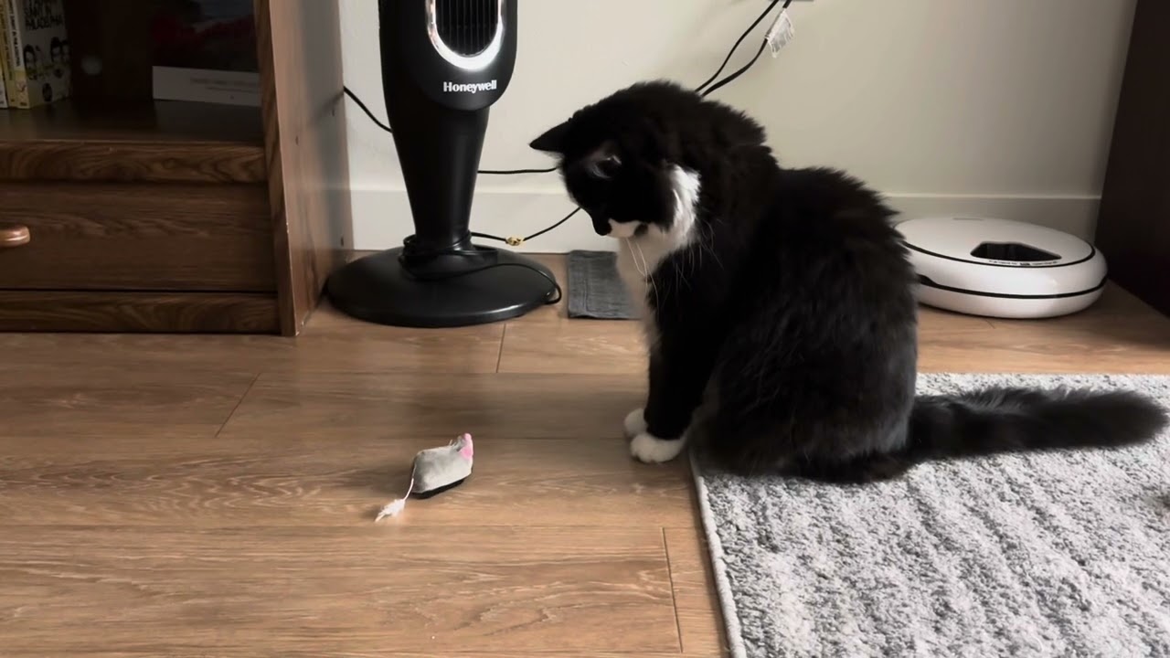 What could this cat possibly want on a Wednesday?