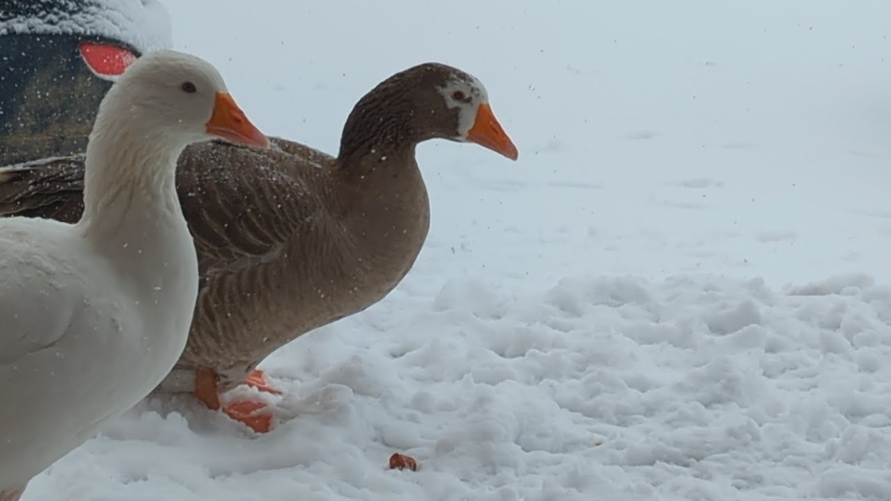 Pet Geese Waiting For Dinner Leftovers 