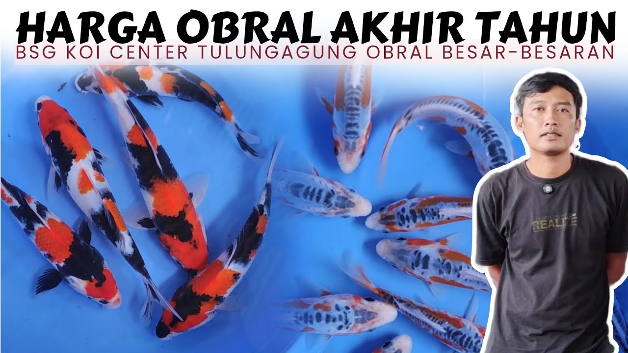 Harganya Diluar Nurul❗Murah Dapat Banyak Kualitas Istimewa | BSG Koi Center Tulungagung