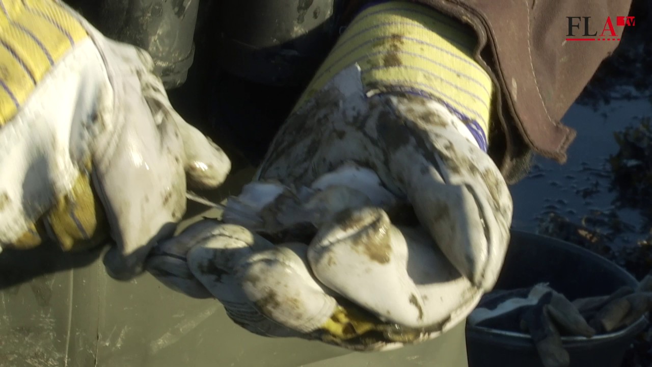 Vadehavets guld: Østerstur på Rømø