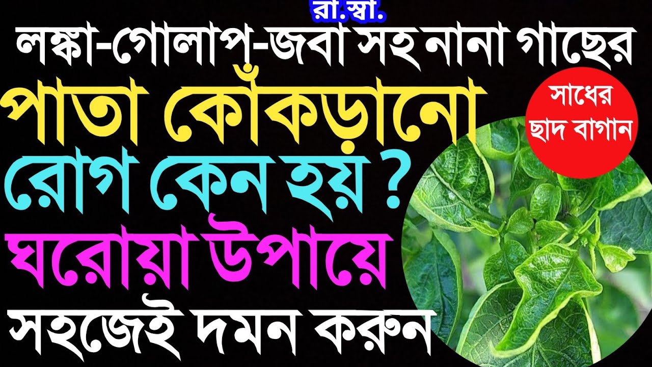 গাছের পাতা কুঁকড়ে যাওয়া রোগ, ঘরোয়া ও জৈব উপায়ে দমন করুন। Prevent Leaf Curl Diseases for plants..
