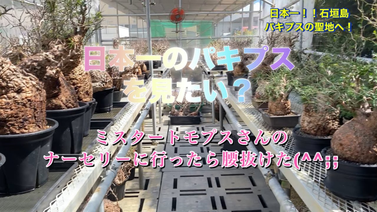 日本一のパキプスを見てきた！！