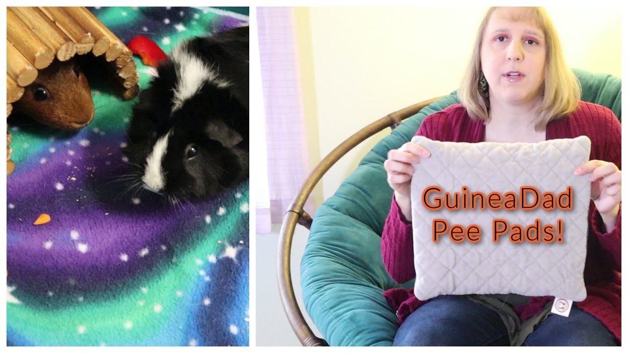 How To Hold Guinea Pigs w/GuineaDad Pee Pads!