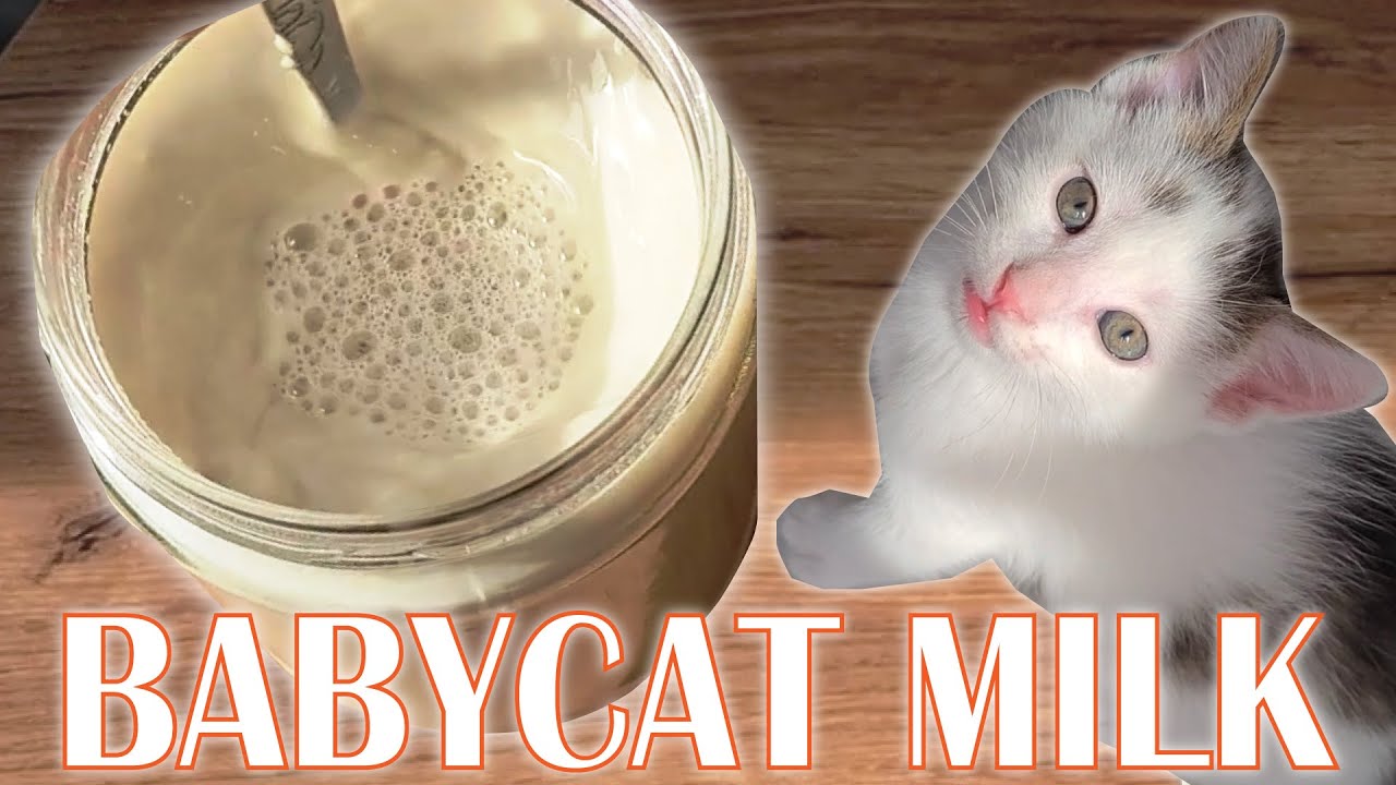 HOW TO PREPARE MILK FOR KITTENS! | PushPaws
