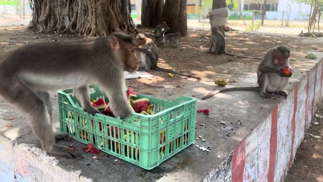 Feeding Animals | Monkey eat vegetables and fruits