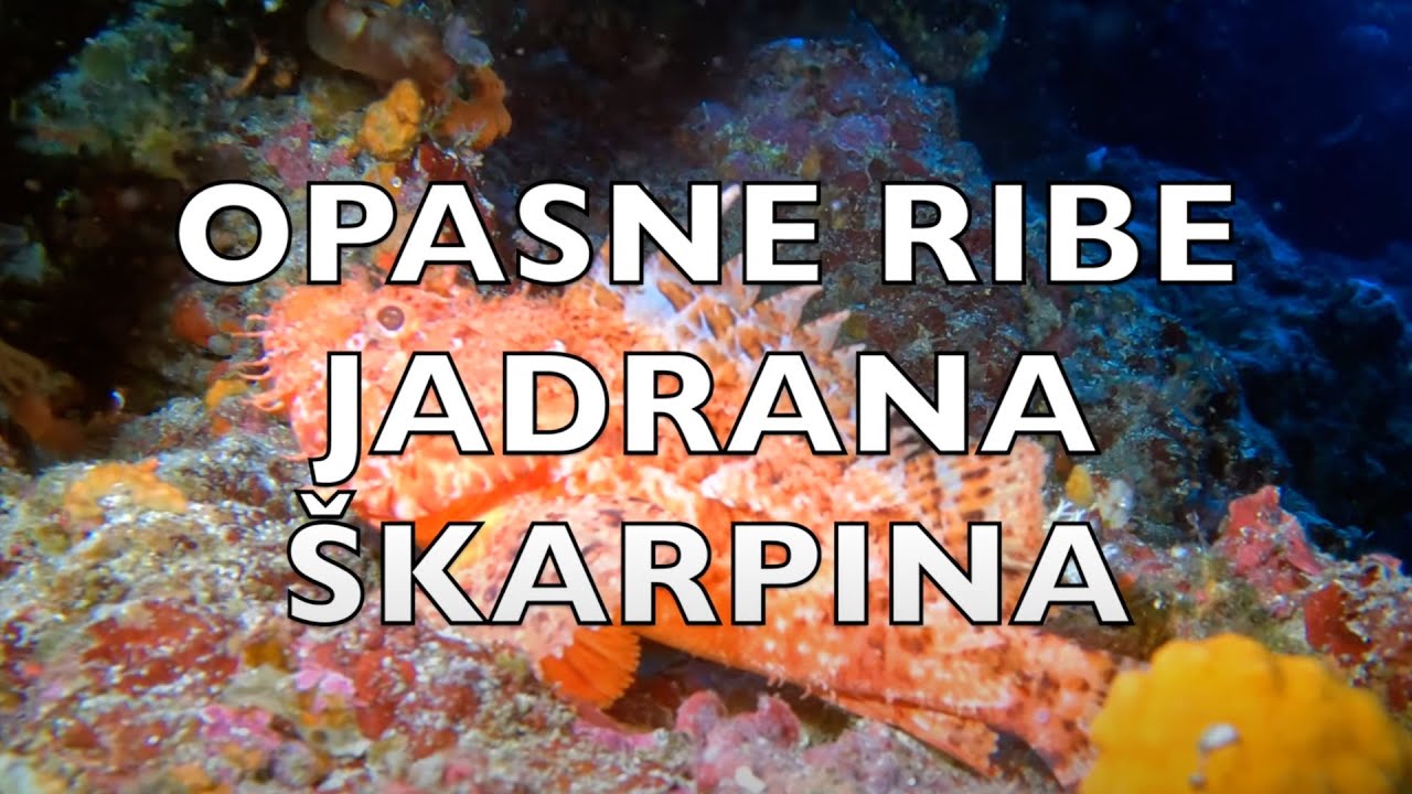 OTROVNE RIBE JADRANSKOG MORA - &Scaron;KARPINA I PAUK