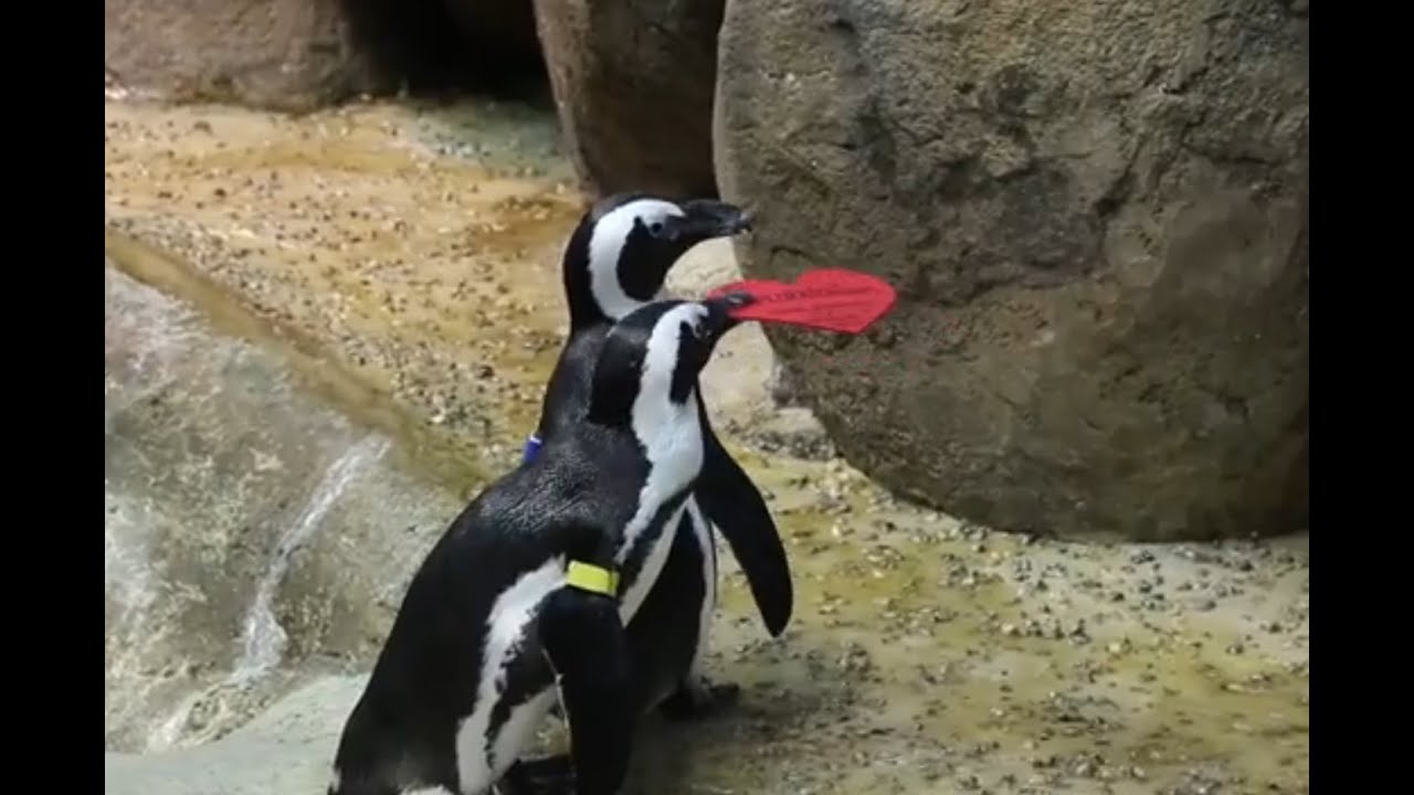 Penguin Valentines 2015 | California Academy of Sciences