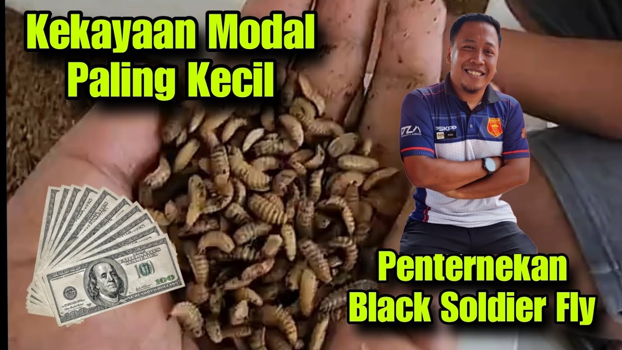 Kekayaan dari Penternakan lalat Black Soldier Fly (BSF) | Penternakan dengan modal PALING KECIL