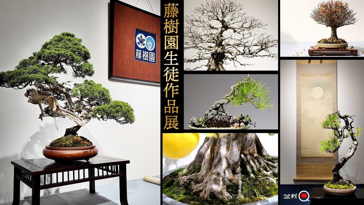 第一回藤樹園盆栽教室生徒作品展【盆栽Q】
