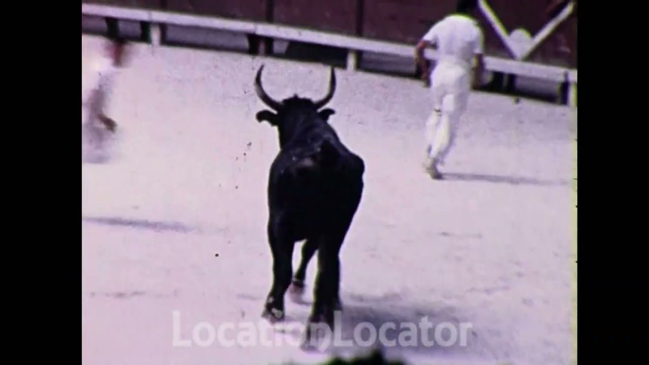 France's Camargue Bull Fight, 1958