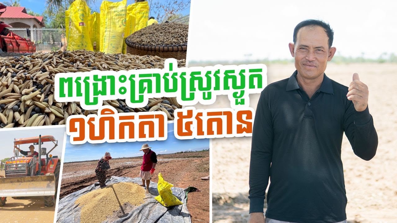 ស្រូវវស្សា១ឆ្នាំធ្វើតែម្តងតែទិន្នផលគាត់ទទួលបាន៥តោនក្នុង១ហិកតា