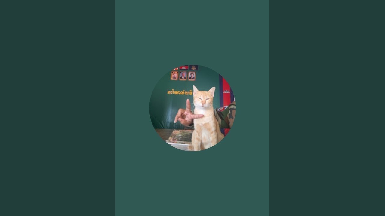 Meme Meow 😻  is live