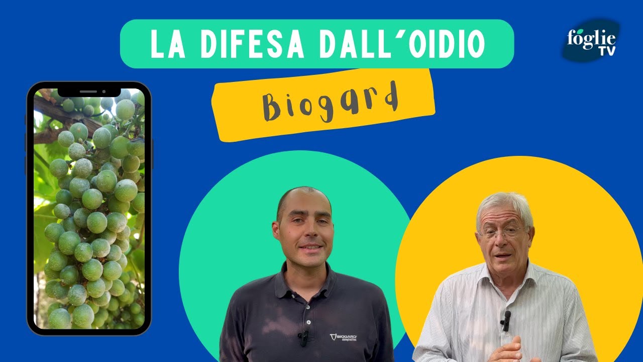 FOGLIE TV - Biogard presenta AQ 10, un fungicida antioidico innovativo