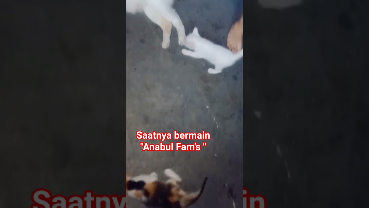Anabul Fam's 