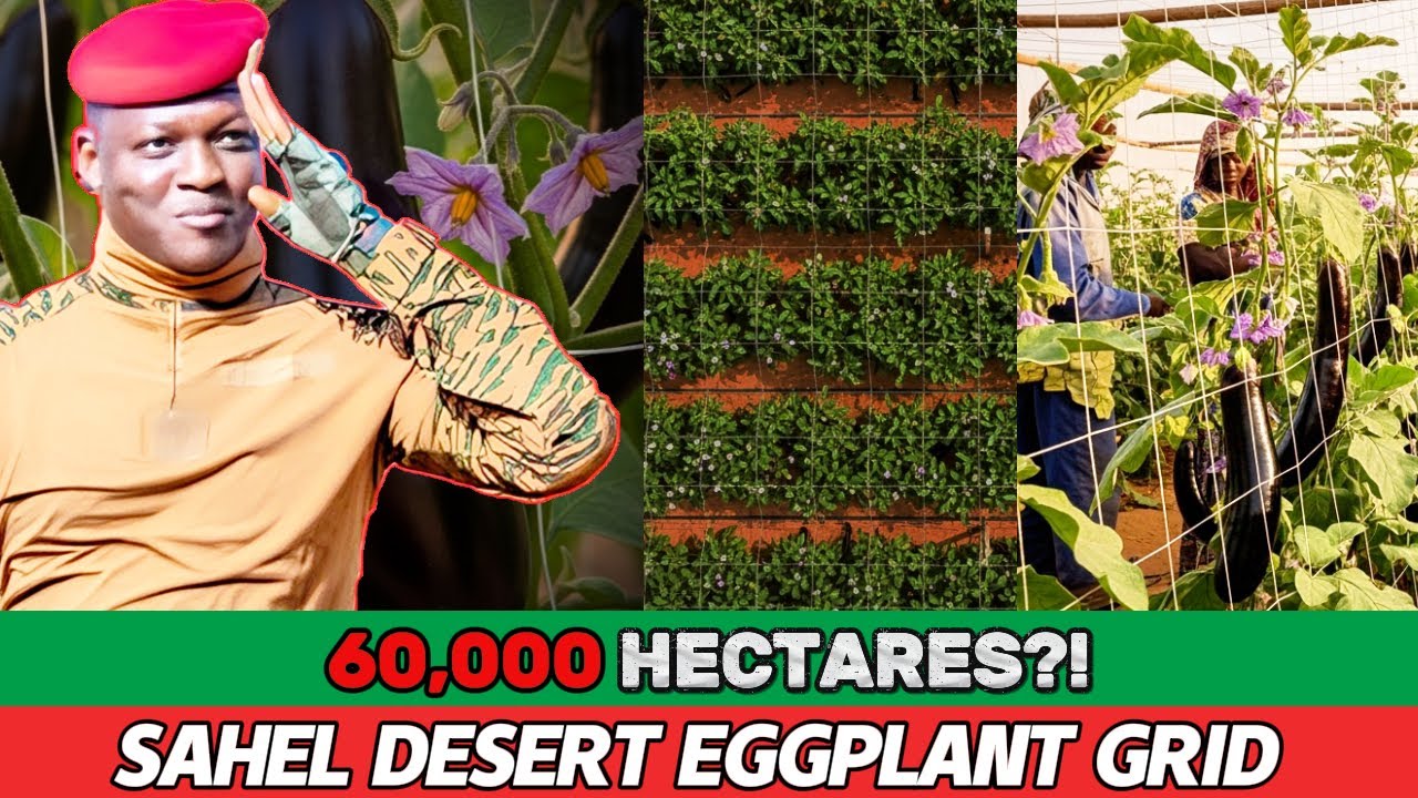 Maybe You Didn’t Know: Burkina Faso’s Sahel Eggplant Grid Could Feed Millions (Traoré Era)