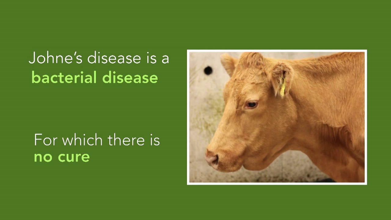 Johne's disease control at calving