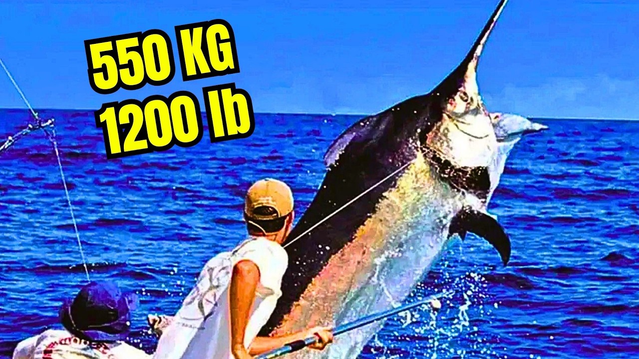 La pesca PROHIBIDA del PEZ ESPADA más grande del MUNDO!