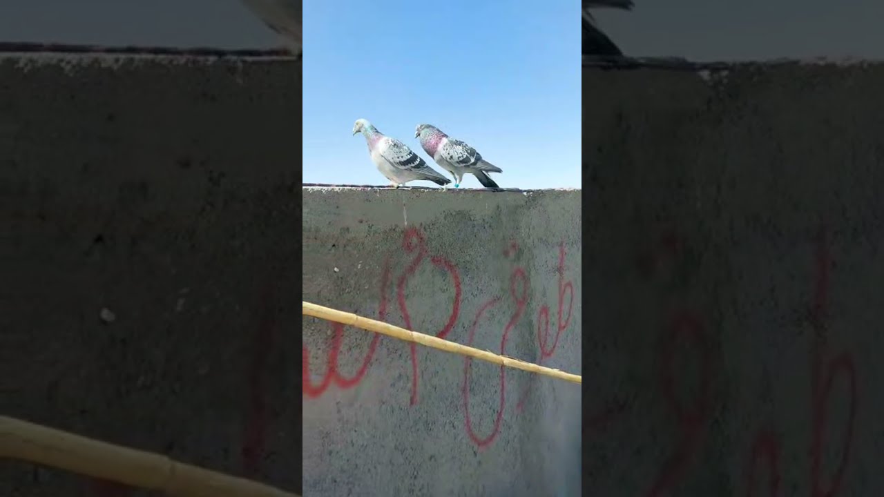 پرو پرواز مسعود  درحال پخش است!