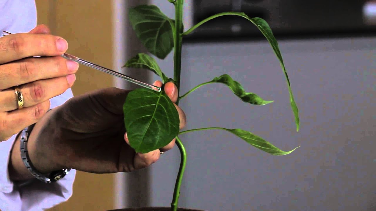 A paprikanövény megfigyelése