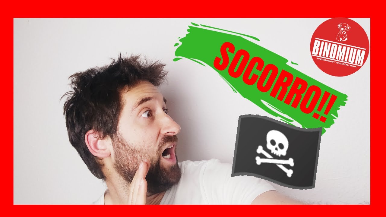 PERROS con MIEDO a las PERSONAS | ✔️ ¡6 ESTRATEGIAS para tratarlo!