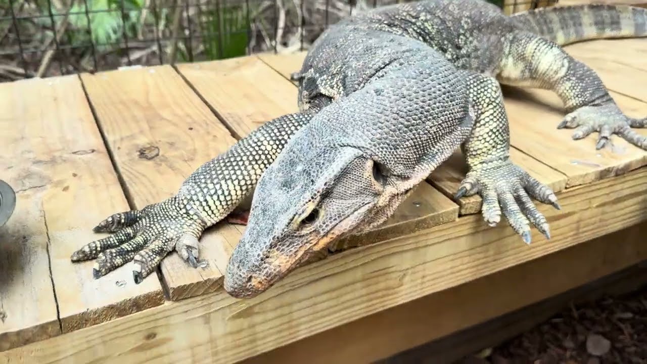 Monitor lizard, prairie dogs, sanctuary vlog!!
