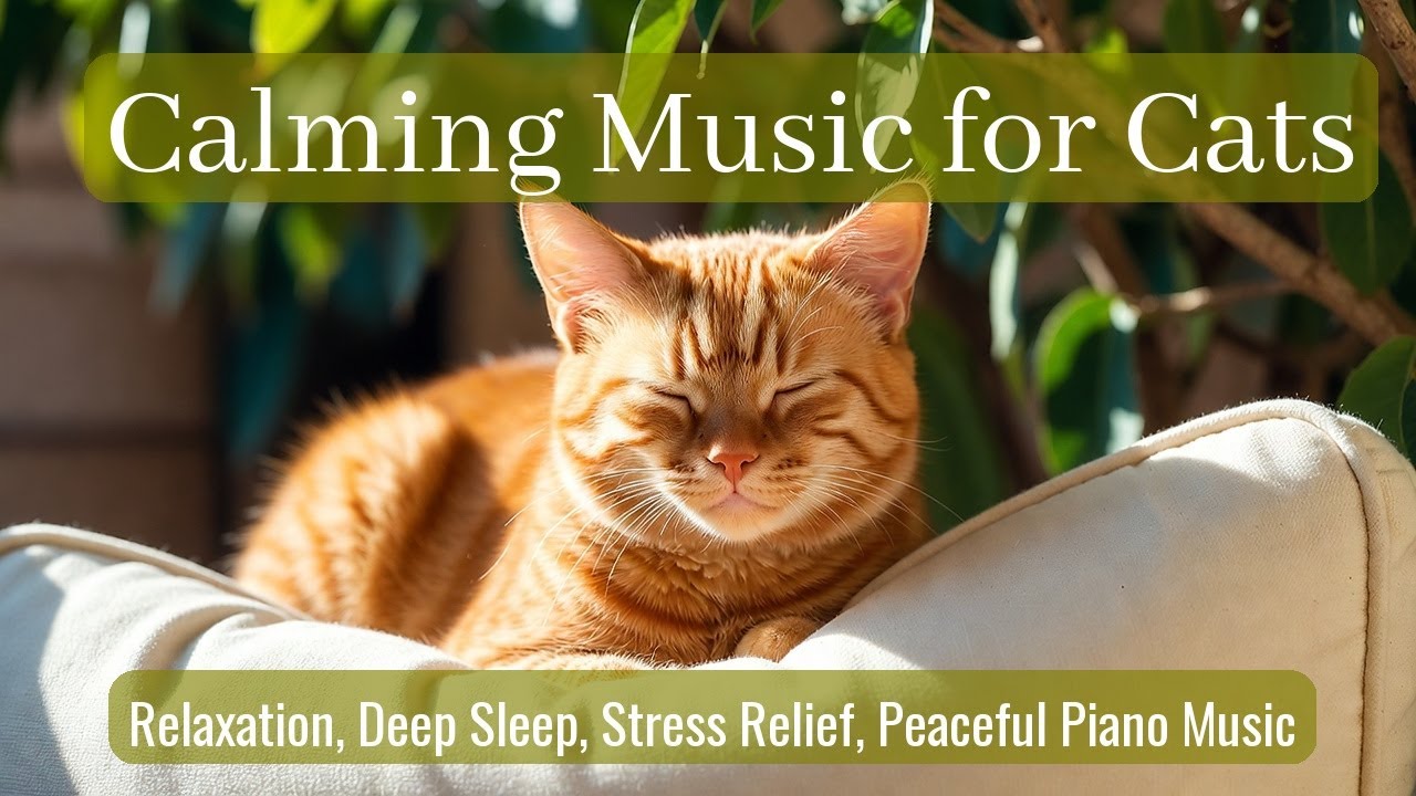 LIVE 🐱 Sleepy Cat Music Under Moonlight 🌙 | Season 63