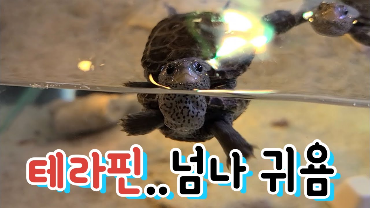 팀아쿠아 가산점에 입양하러 다녀왔어요..(구 아쿠아가든)