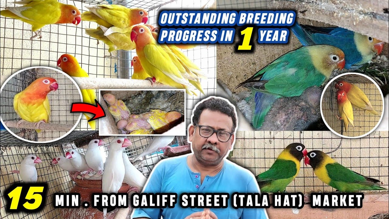 Lutino Fisher/Wild MaskLovebird & Java Breeding SetUp Near Galiff Street(Tala Hat) Bird Market