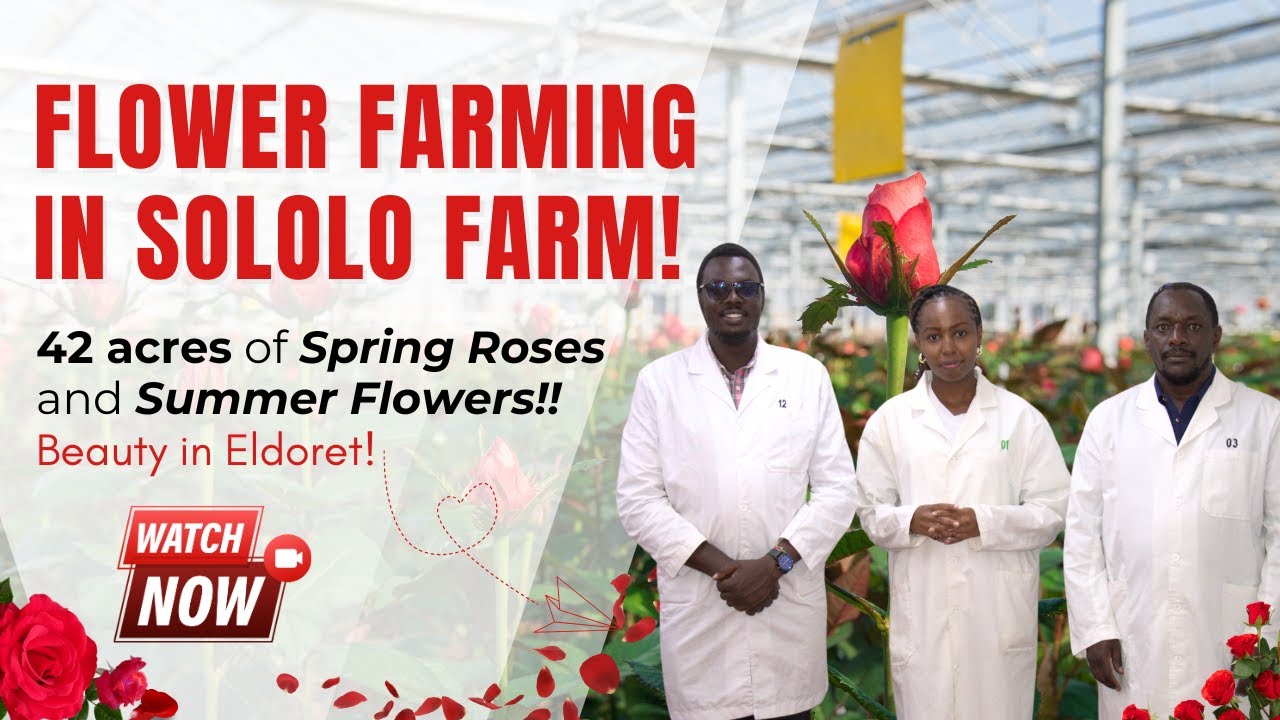 FLOWER FARMING IN KENYA: FROM SPRING ROSES TO SUMMER FLOWERS