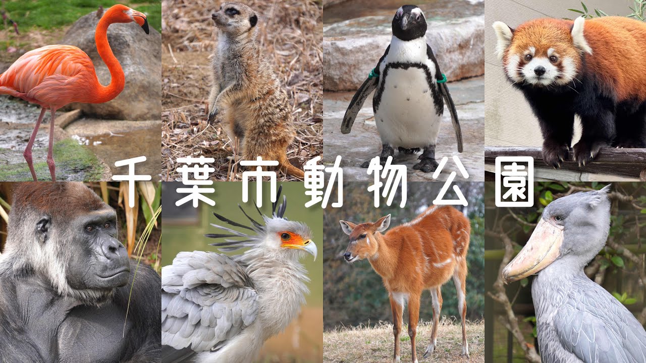 カメラ初心者、動物を撮りまくる。【千葉市動物公園】