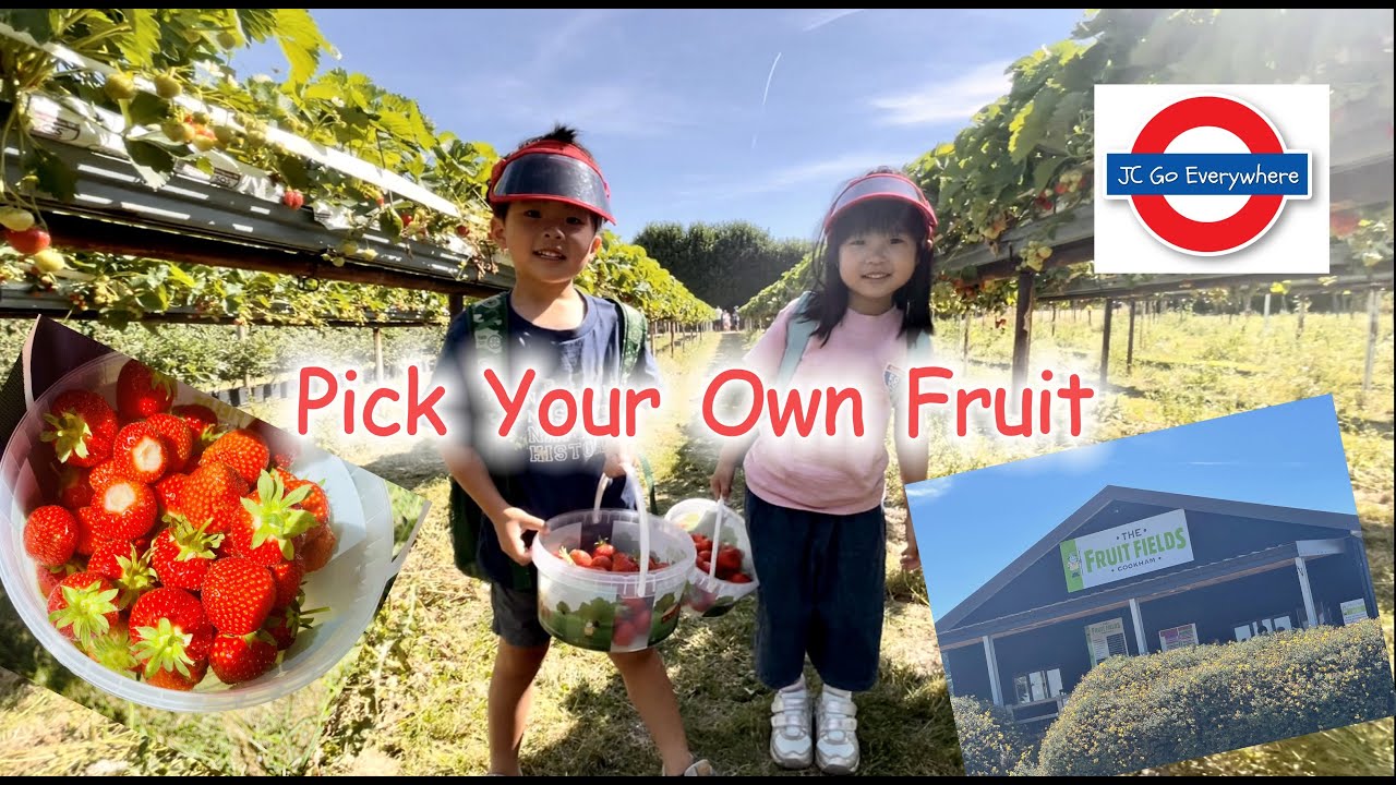 Picking Strawberries 🍓 Copas Farm PYO Near London #pickyourown #strawberry