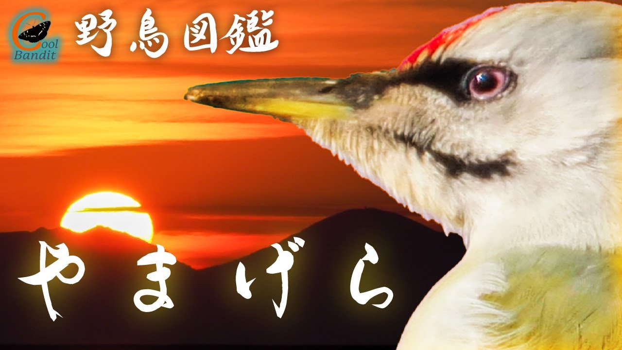 【野鳥図鑑 /ヤマゲラ】リモートバードウォッチング 北海道小樽市で撮影しました。　　　　　　　　[Bird Watching/Grey-headed Wood pecker]