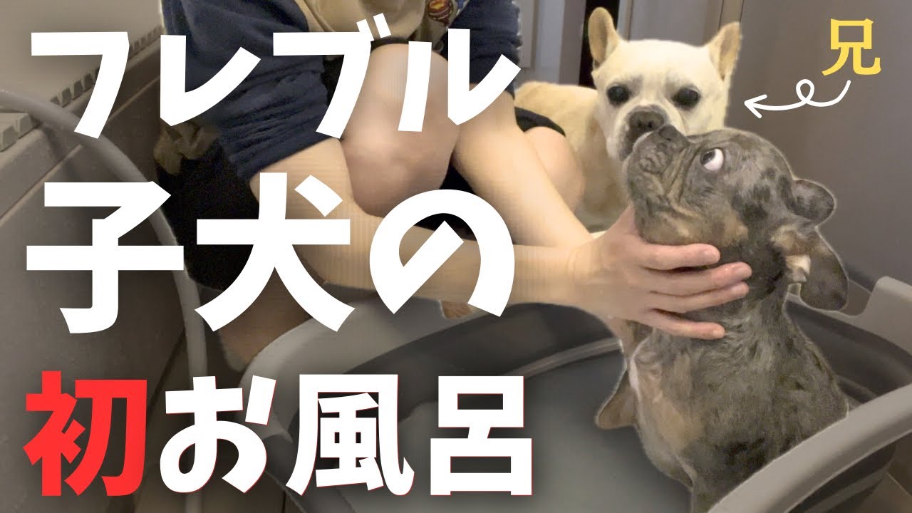 フレブルの子犬が初めてのお風呂！愛犬にお風呂を好きになってもらう方法を考えました。