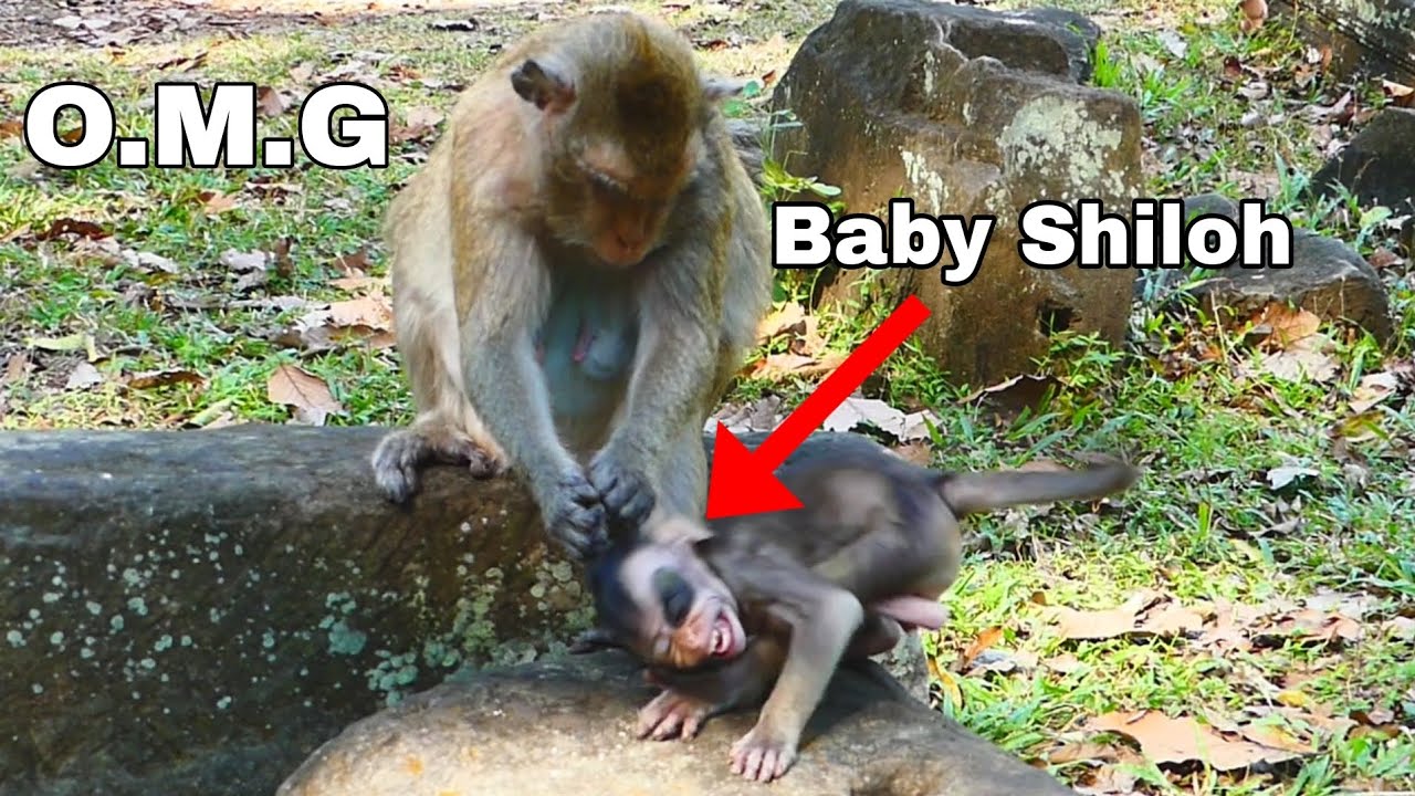 O.M.G Mama April do not care Baby Shiloh Baby Shiloh Cry loudly Mother Spring very Upset