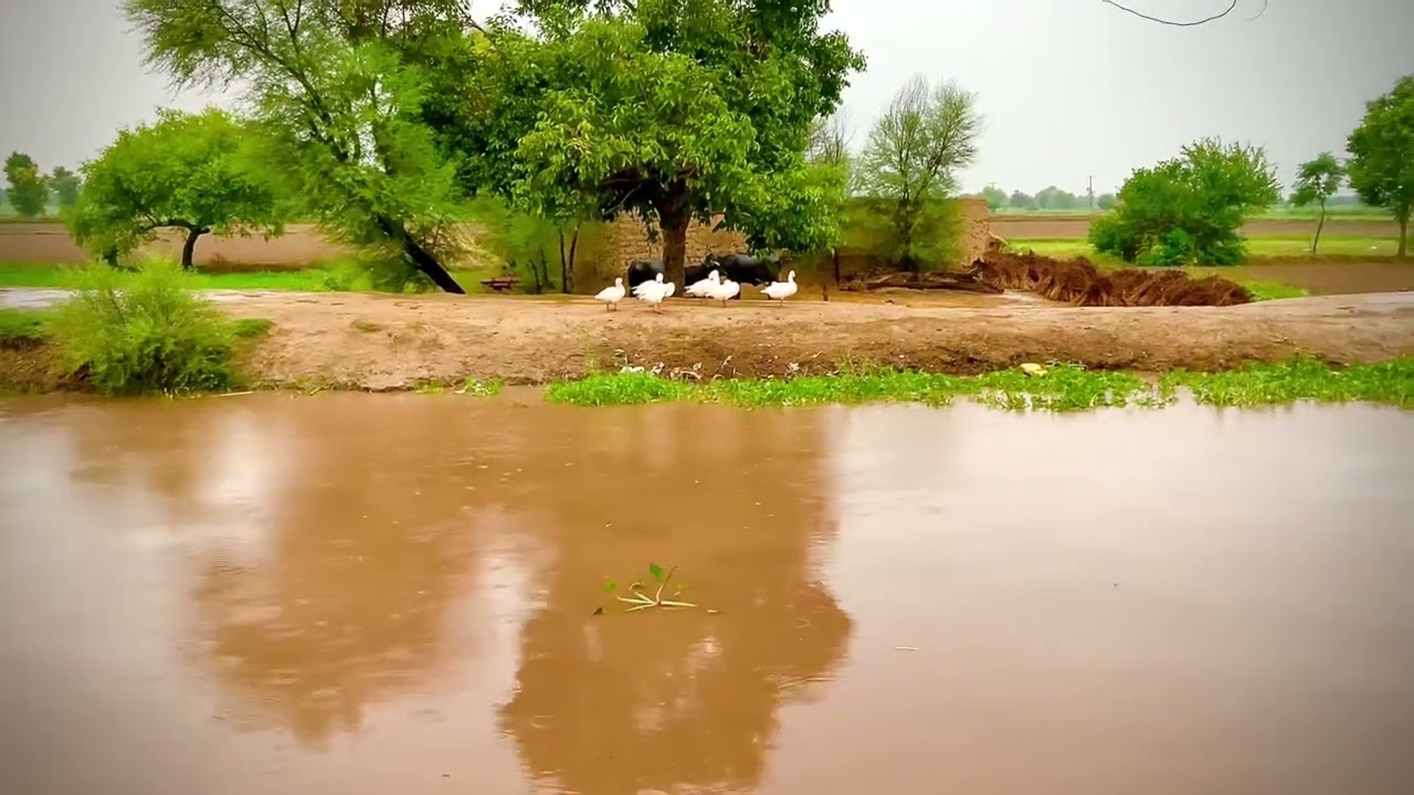 A Rainy Day at my Village.