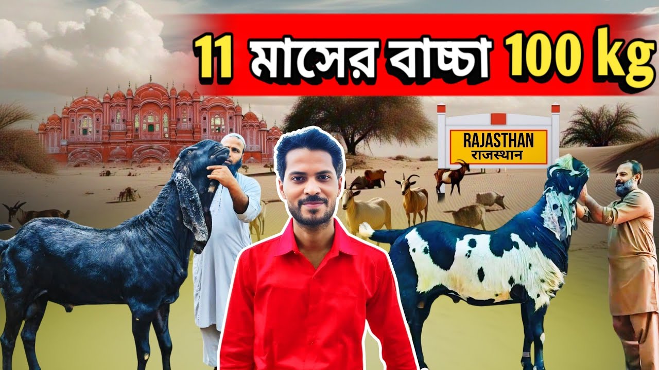 অরজিনাল বিটেল ছাগল কেমন হয় পাকিস্তানের বর্ডার এর কাছে || 11 মাসের বাচ্চার ওজন 100 kg অসাধারণ