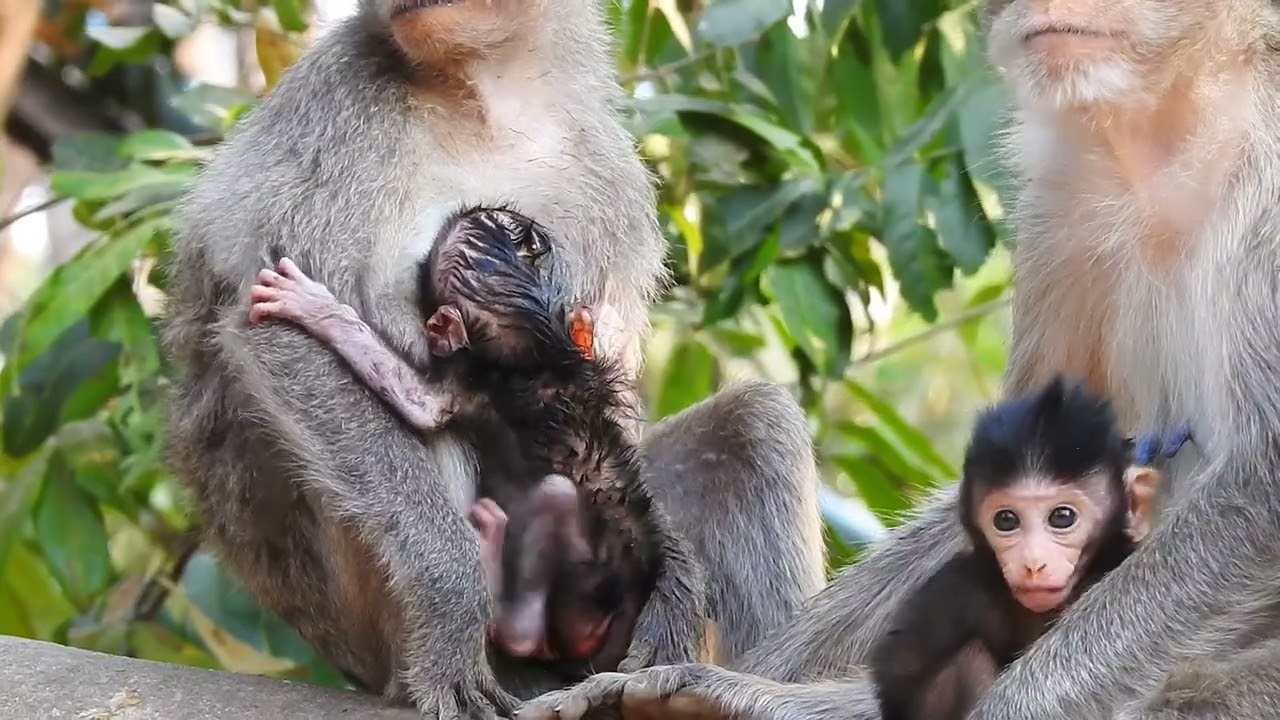 Babies actively gesture together with mom / Cute Macaque