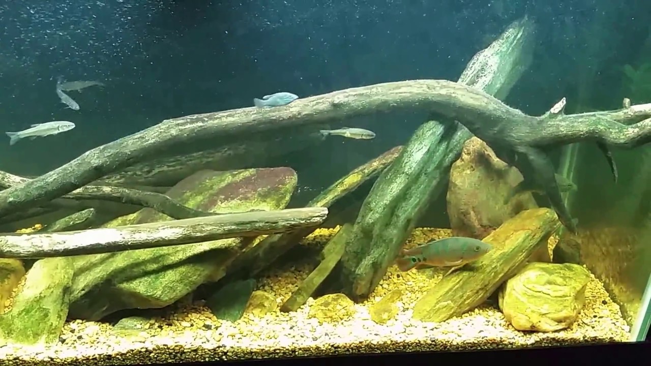 Native Tank: Collecting Minnows and A Little Creek Fishing