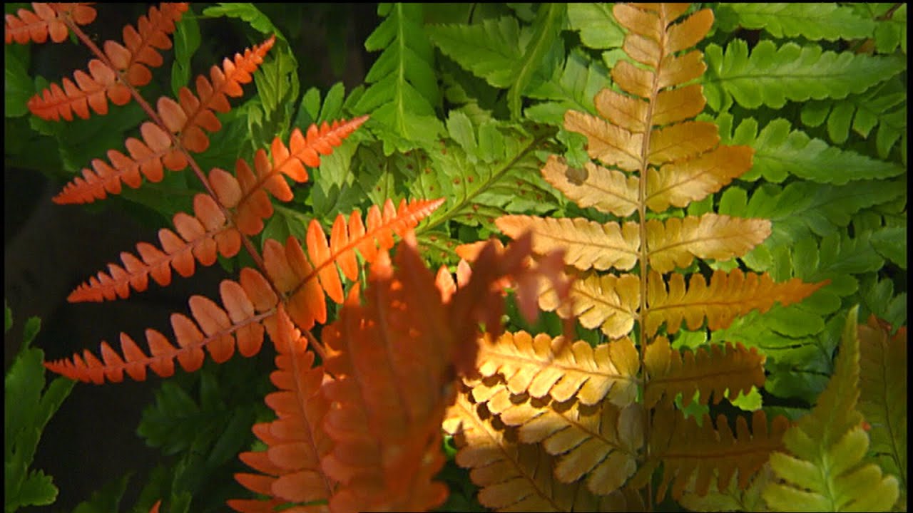 Great Garden Ferns | Volunteer Gardener