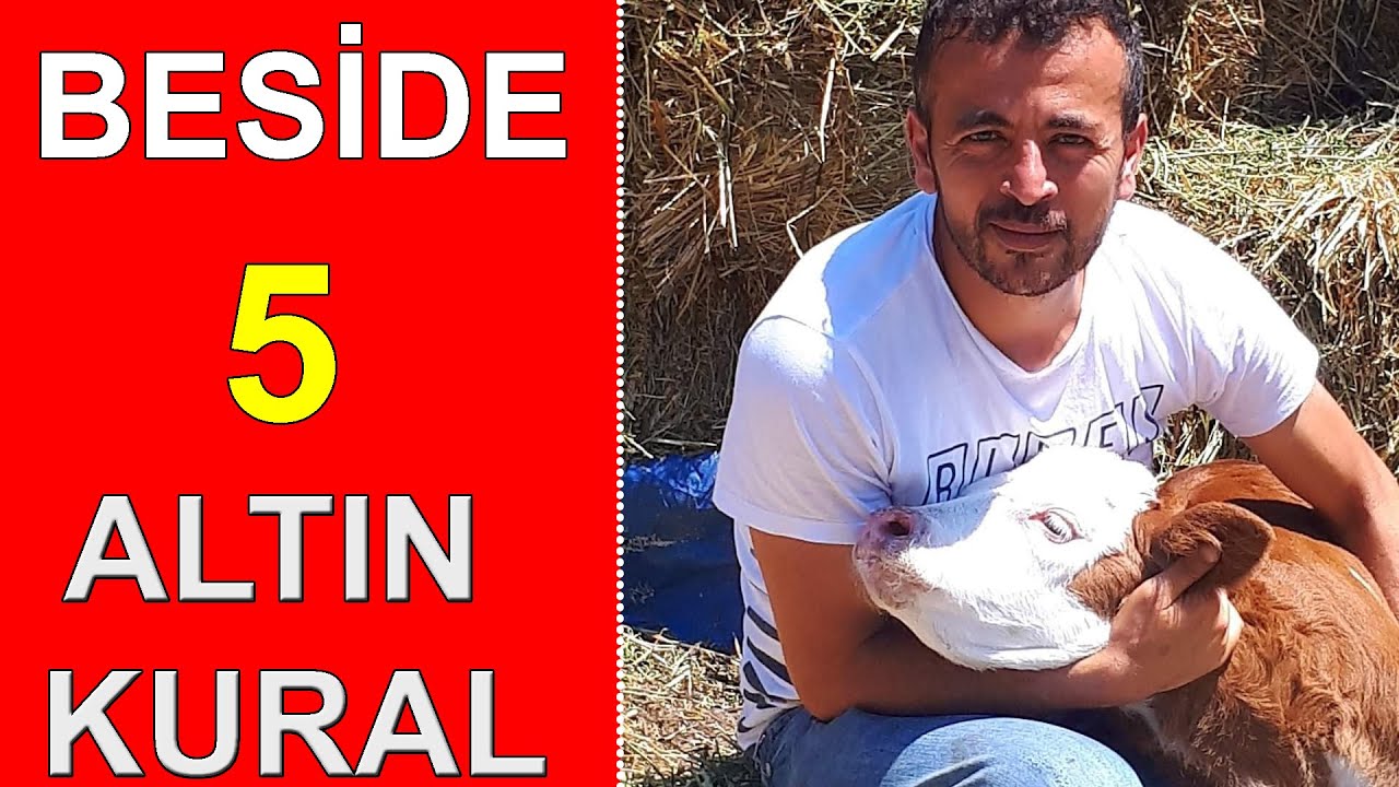 BESİCİLİK DE 5 ALTIN KURAL