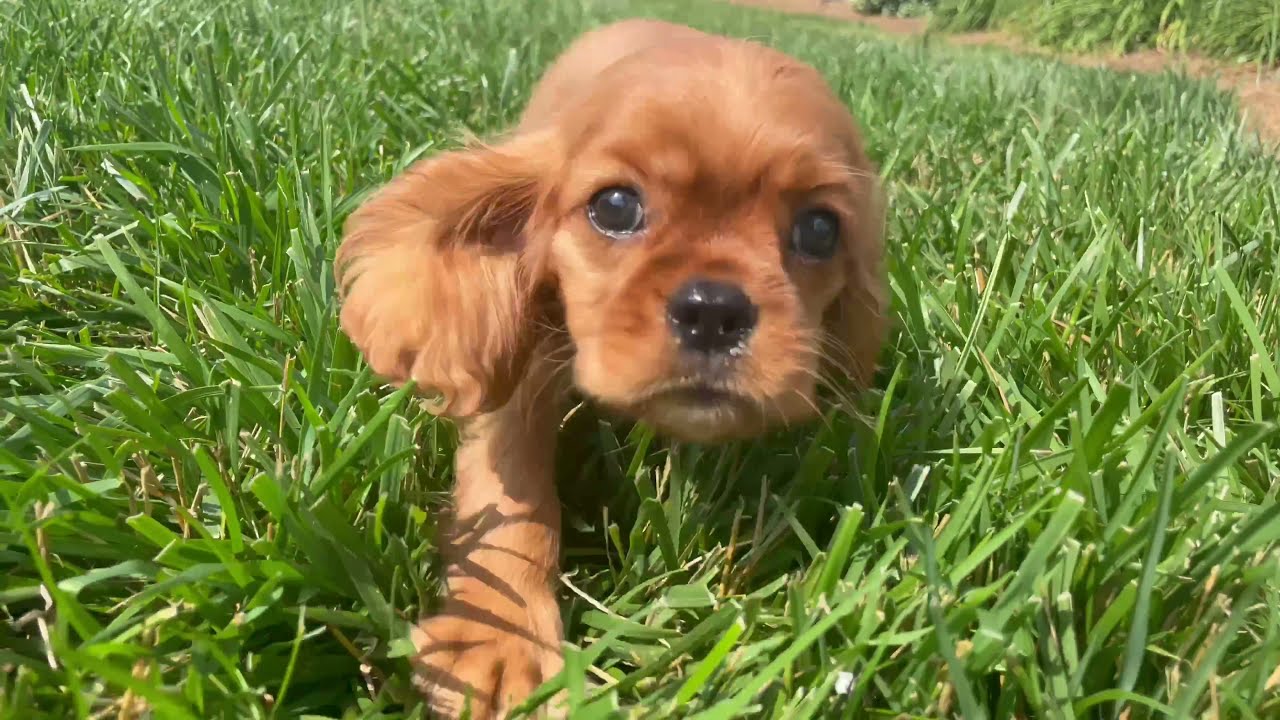 10-Week Old Cavalier King Charles Spaniel Puppy